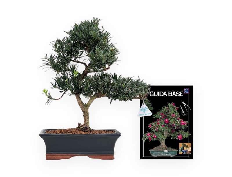 Podocarpus Macrophylla - 44 cm