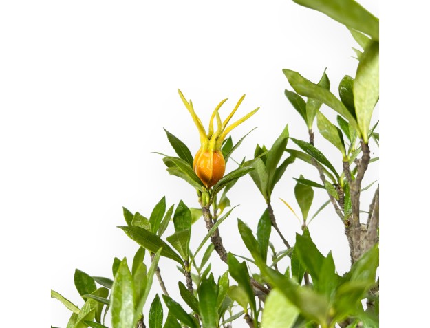 Gardenia Bonsai von 50 cm | Türkis Wolke pot 2