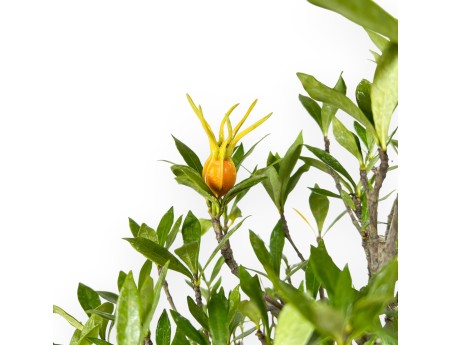 Gardenia bonsai de 50 cm | Maceta nube turquesa