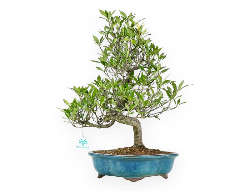 Gardenia bonsai de 50 cm | Maceta nube turquesa