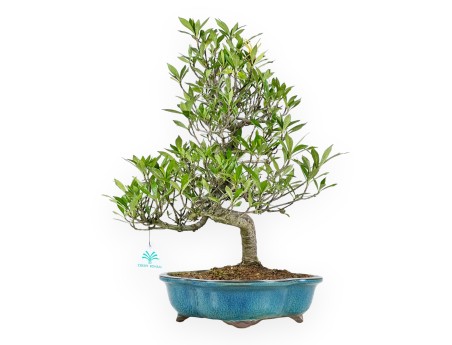 Gardenia bonsai de 50 cm | Maceta nube turquesa