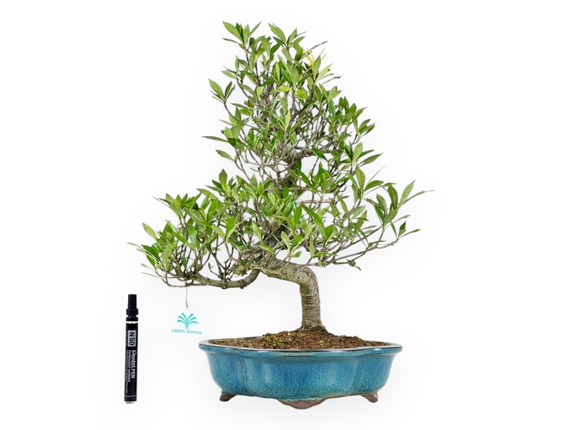 Gardenia Bonsai von 50 cm | Türkis Wolke pot