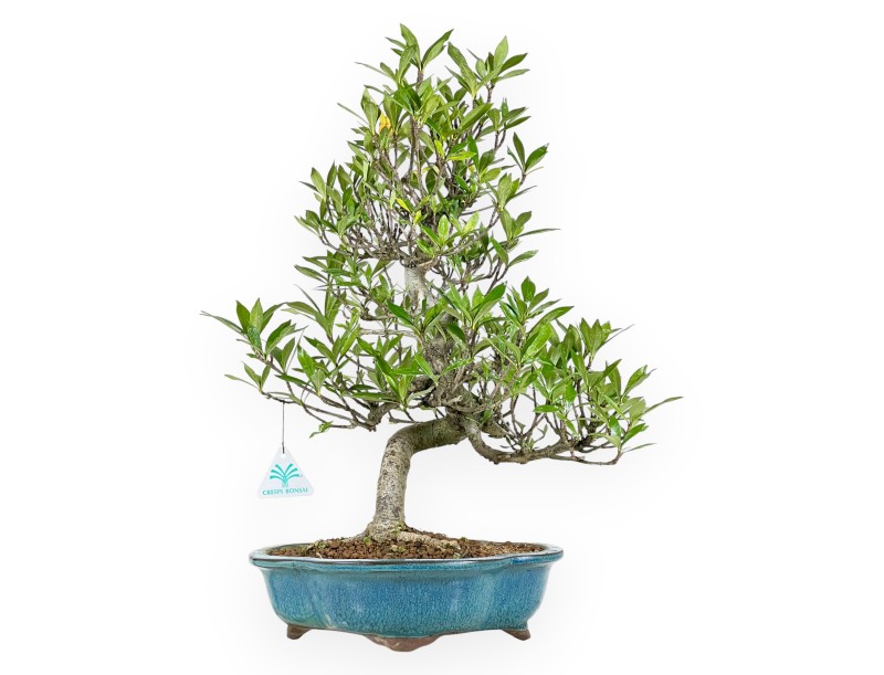 Gardenia bonsai de 50 cm | Maceta nube turquesa