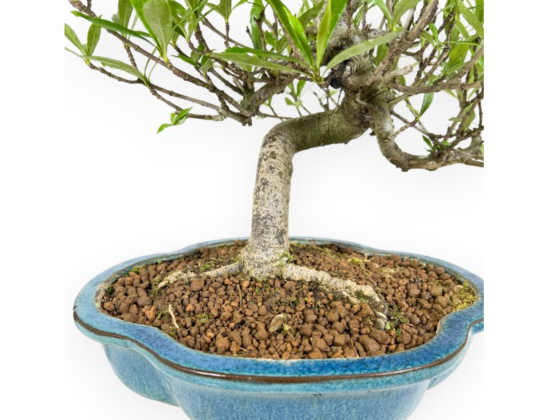 Gardenia bonsai de 50 cm | Maceta nube turquesa