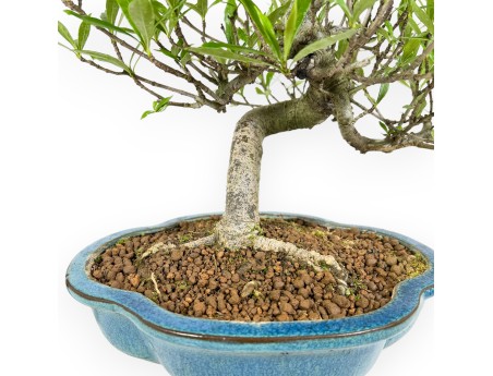 Gardenia bonsai de 50 cm | Maceta nube turquesa