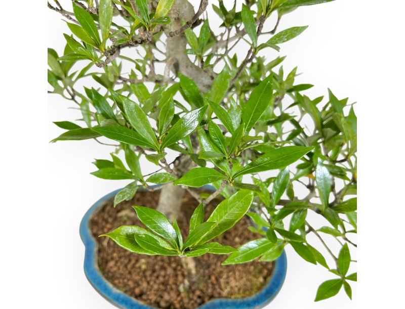 Gardenia Bonsai von 50 cm | Türkis Wolke pot