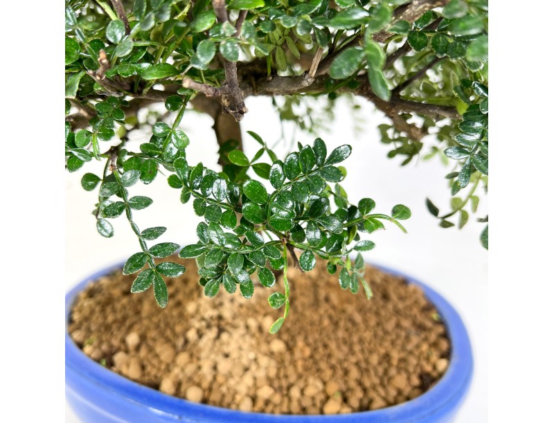 Pepper tree bonsai 37 cm | Blue oval pot