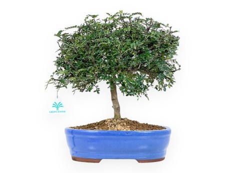 Pepper tree bonsai 37 cm | Blue oval pot