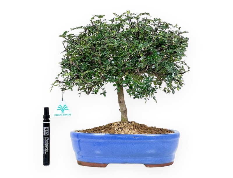 Peperboom bonsai van 37 cm | Ovaal blauw pot