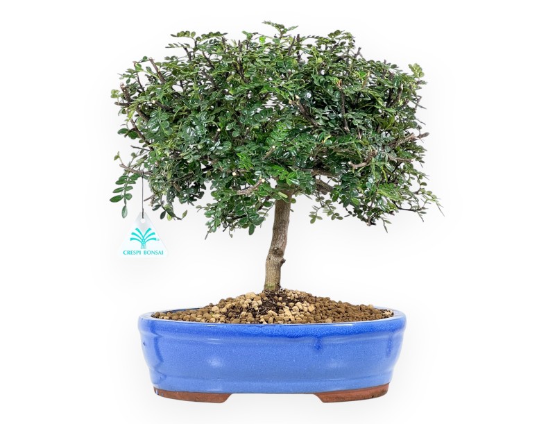 Arbre poivrier bonsaï de 37 cm | Pot ovale bleu