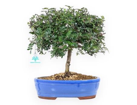 Bonsai di albero del pepe da 37 cm | Vaso ovale blu