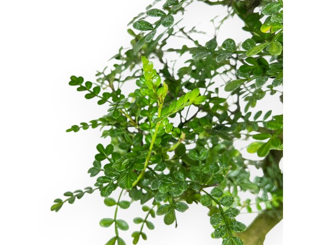 Peperboom bonsai van 46 cm | Rechthoekig blauw pot 2