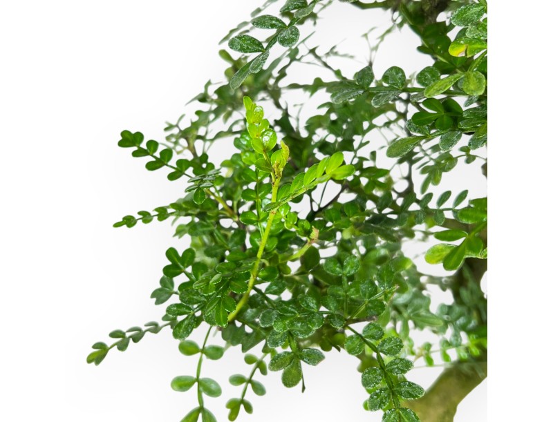 Pepper tree bonsai 46 cm | Blue rectangular pot