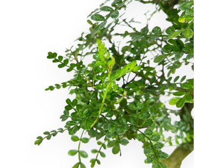 Pepper tree bonsai 46 cm | Blue rectangular pot