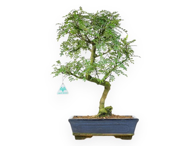 Bonsai di albero del pepe da 46 cm | Vaso rettangolare blu