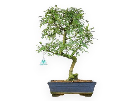 Peperboom bonsai van 46 cm | Rechthoekig blauw pot