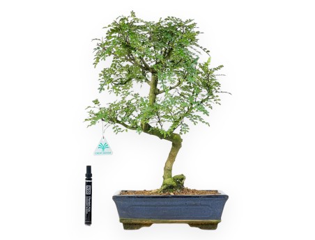 Árbol del pimienta bonsái de 46 cm | Maceta rectangular azul