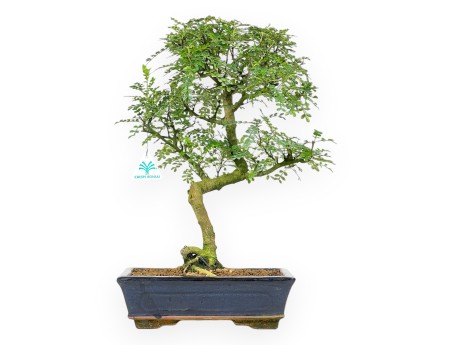 Bonsai di albero del pepe da 46 cm | Vaso rettangolare blu