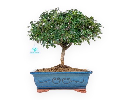 Bonsai di albero del pepe da 37 cm | Vaso rettangolare blu