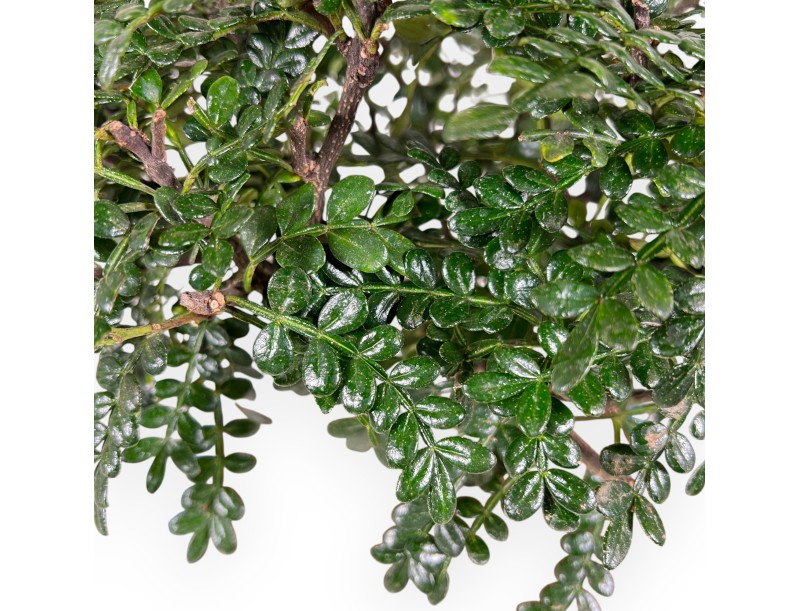 Árbol del pimienta bonsái de 37 cm | Maceta rectangular azul