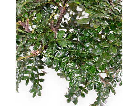 Árbol del pimienta bonsái de 37 cm | Maceta rectangular azul