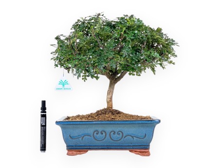 Bonsai di albero del pepe da 37 cm | Vaso rettangolare blu
