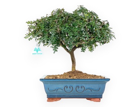 Arbre poivrier bonsaï de 37 cm | Pot rectangulaire bleu