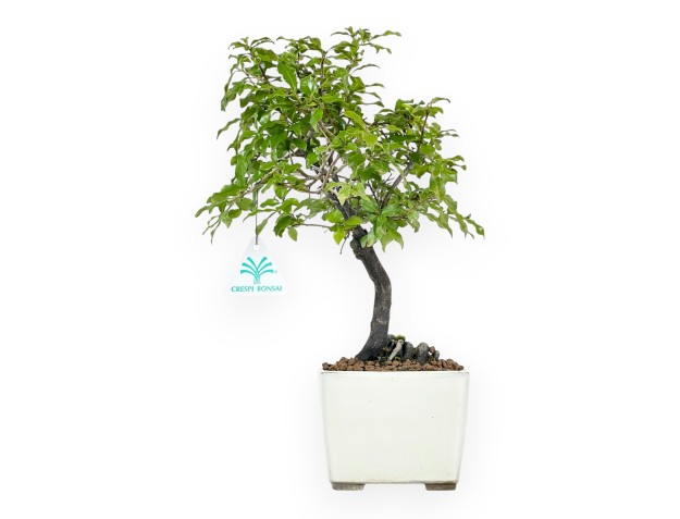 Diospyros kaki bonsai 36 cm | Beige square pot
