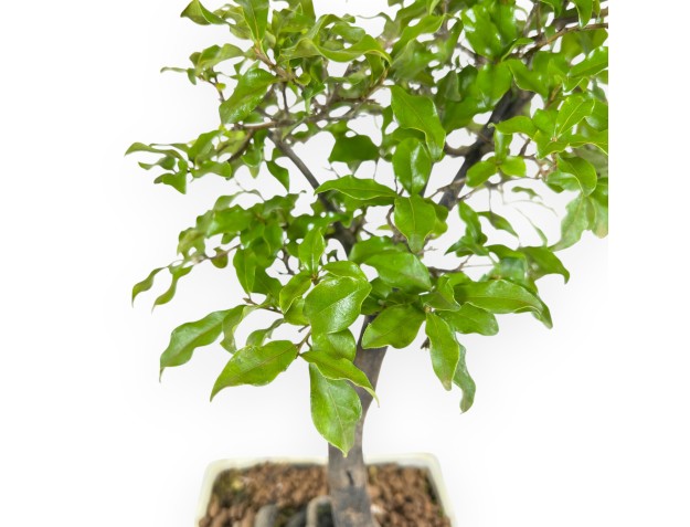 Diospyros kaki bonsai 36 cm | Beige square pot 2
