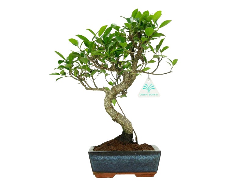 Bonsai di ficus da 31 cm | Vaso rettangolare blu