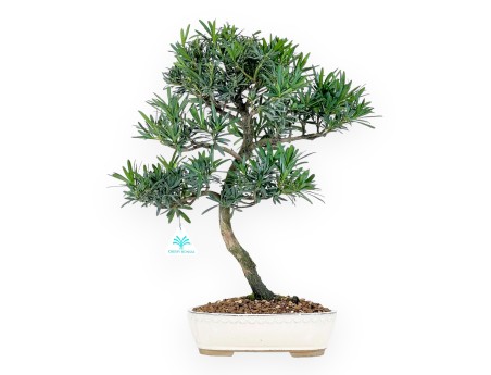 Podocarpus Macrophylla - Podocarp - 48 cm