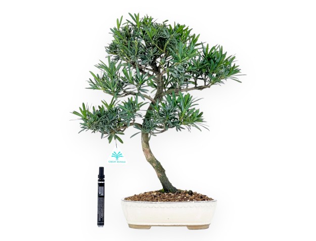Podocarpus Macrophylla - Podocarpe - 48 cm 2