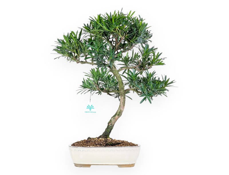 Podocarpus Macrophylla - Podokarp - 48 cm