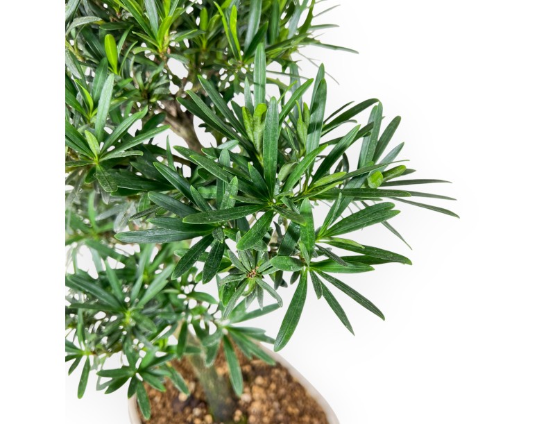 Podocarpus Macrophylla - Podocarp - 48 cm
