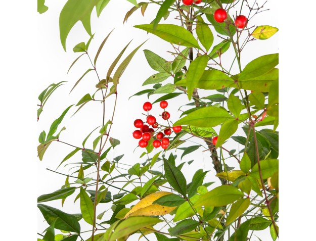 Bonsai di Nandina da 70 cm | Vaso ovale beige 2