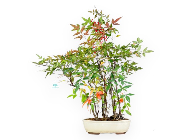 Bonsai di Nandina da 70 cm | Vaso ovale beige