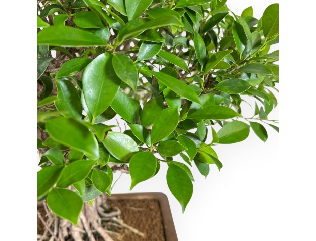 Bonsai di ficus da 82 cm | Vaso rettangolare grès 2