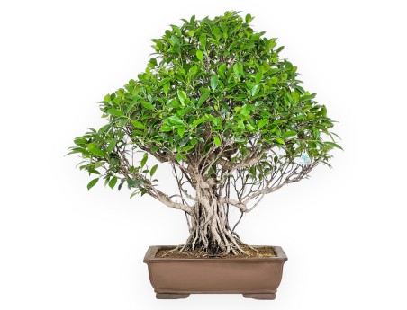 Bonsai di ficus da 82 cm | Vaso rettangolare grès