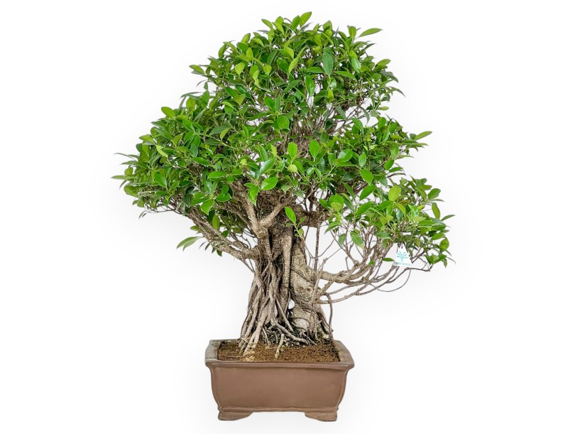 Bonsai di ficus da 82 cm | Vaso rettangolare grès