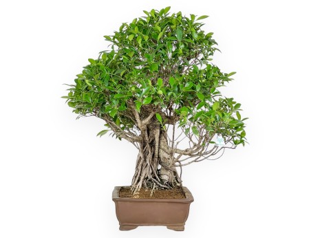 Bonsai di ficus da 82 cm | Vaso rettangolare grès