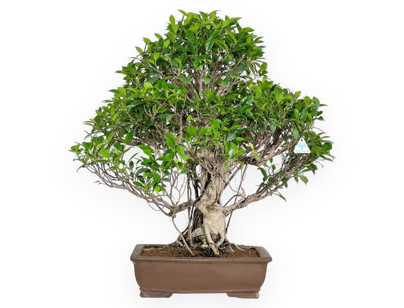 Bonsai di ficus da 82 cm | Vaso rettangolare grès