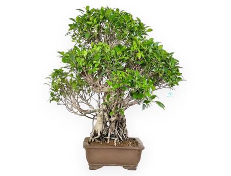 Bonsai di ficus da 82 cm | Vaso rettangolare grès