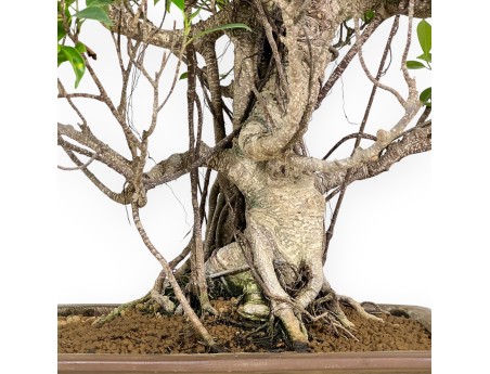 Bonsai di ficus da 82 cm | Vaso rettangolare grès