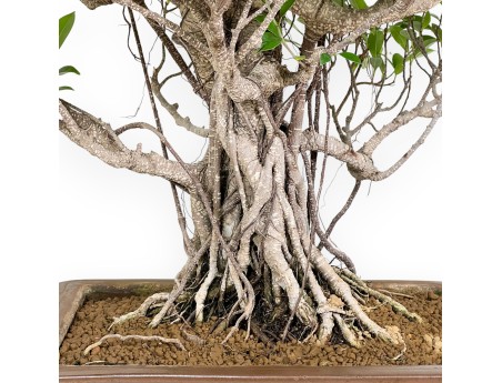 Bonsai di ficus da 82 cm | Vaso rettangolare grès