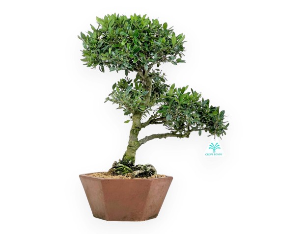 Ilex bonsai van 42 cm | Zeshoekig ongeglazuurde pot