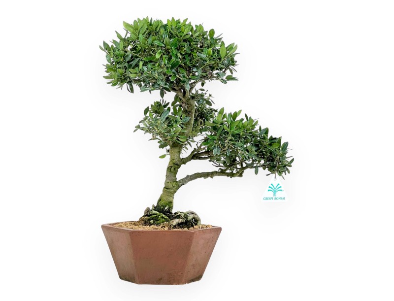 Ilex bonsai 42 cm | Hexagonal stoneware pot