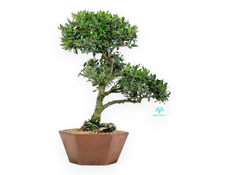 Ilex bonsai 42 cm | Hexagonal stoneware pot