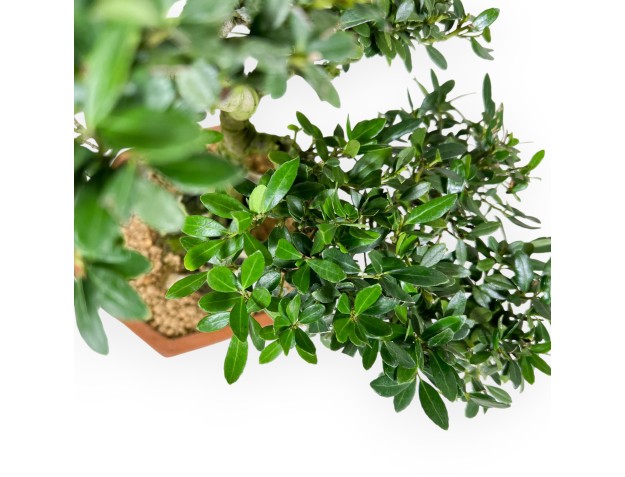 Ilex bonsai 42 cm | Pot hexagonal en grès 2