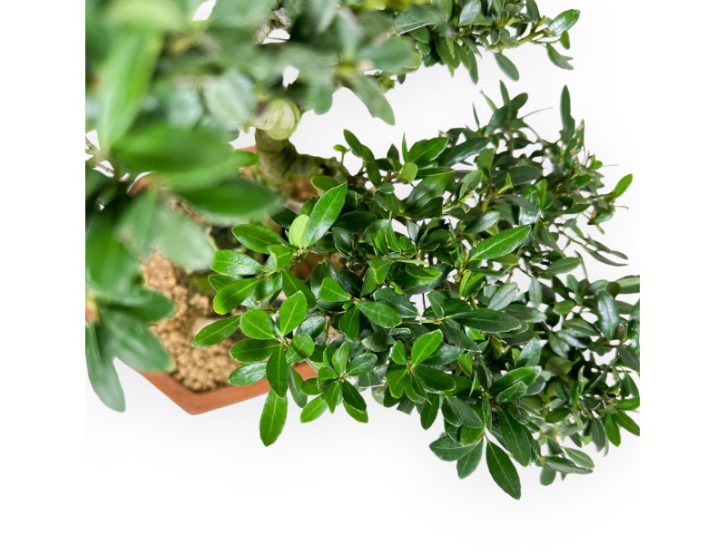 Ilex bonsai van 42 cm | Zeshoekig ongeglazuurde pot