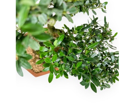 Ilex bonsai van 42 cm | Zeshoekig ongeglazuurde pot